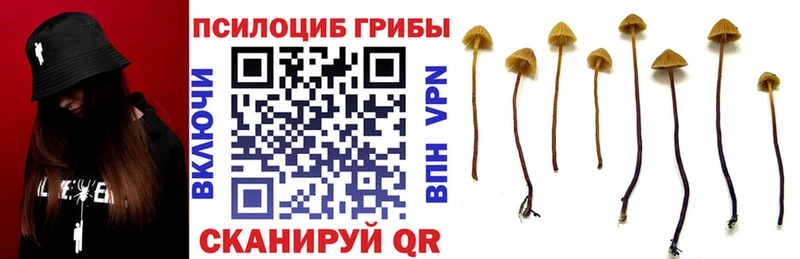 Купить где  Мурино  Псилоцибиновые грибы Magic Shrooms 